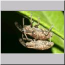 Lepyrus palustris - Ruesselkaefer 01a 9mm.jpg